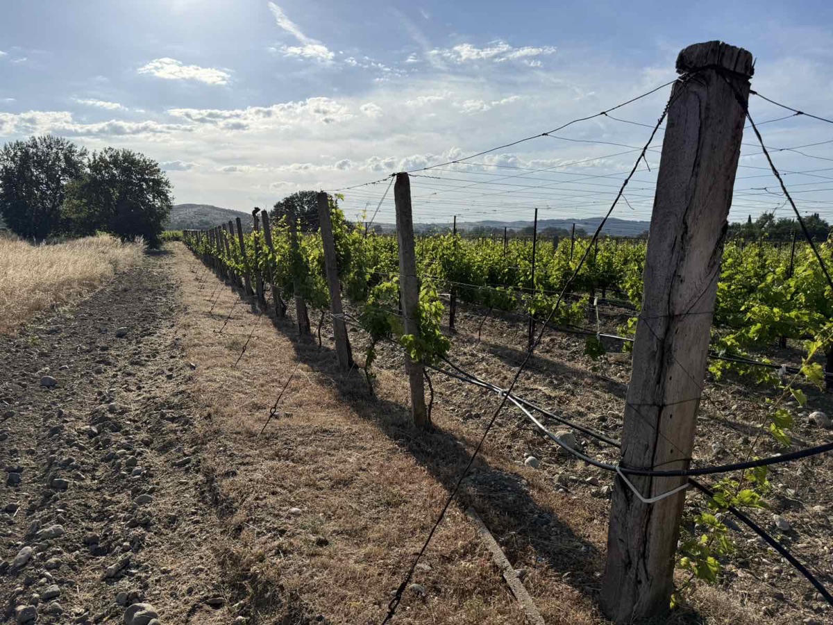 Additional visual for Vineyard and Fruit Plantation in Gevgelija - 10000 m2
