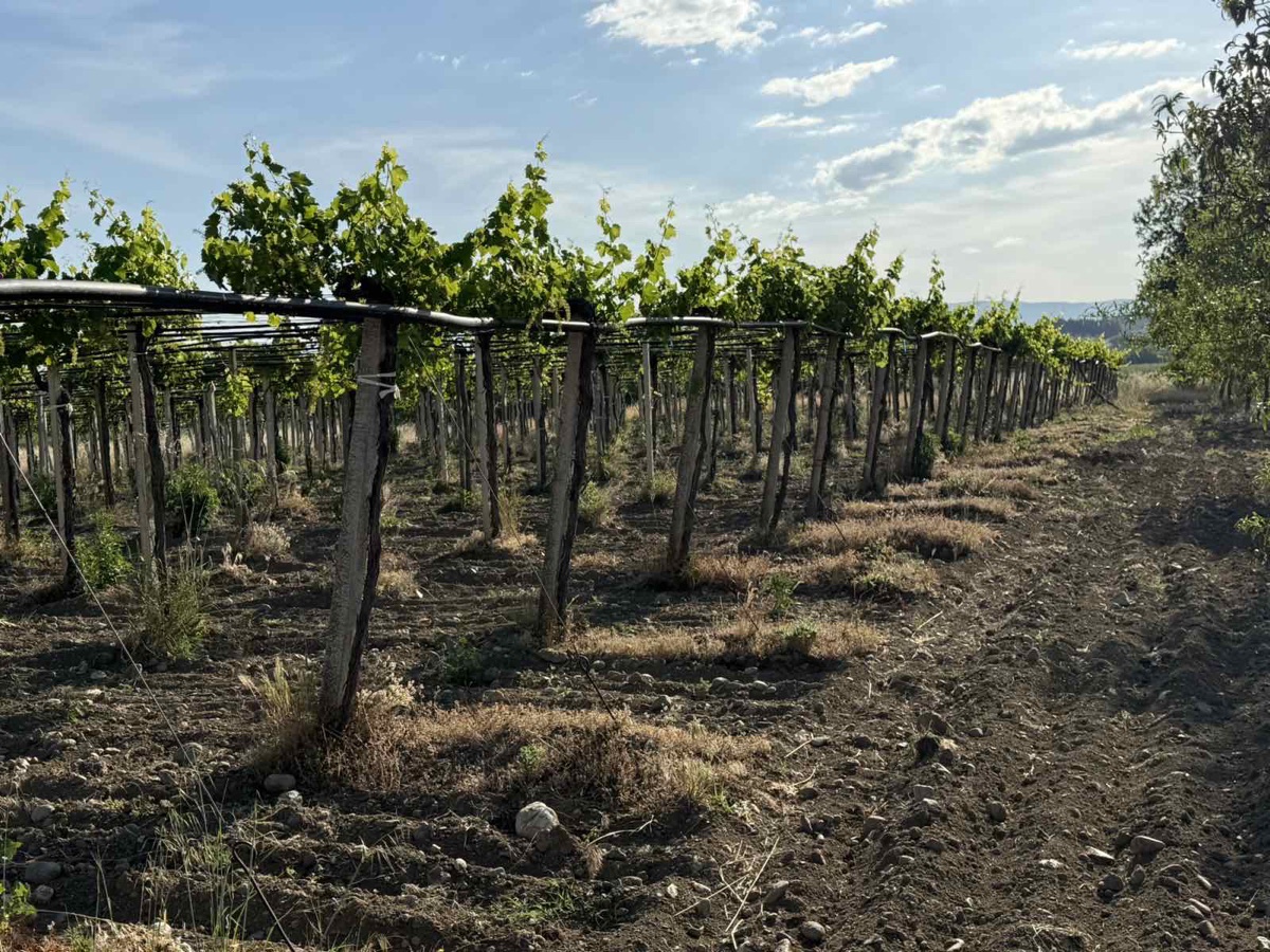 Additional visual for Vineyard and Fruit Plantation in Gevgelija - 10000 m2