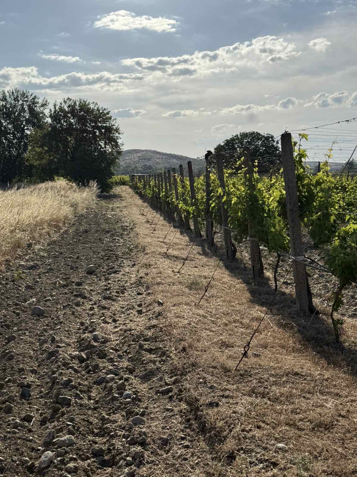 Additional visual for Vineyard and Fruit Plantation in Gevgelija - 10000 m2