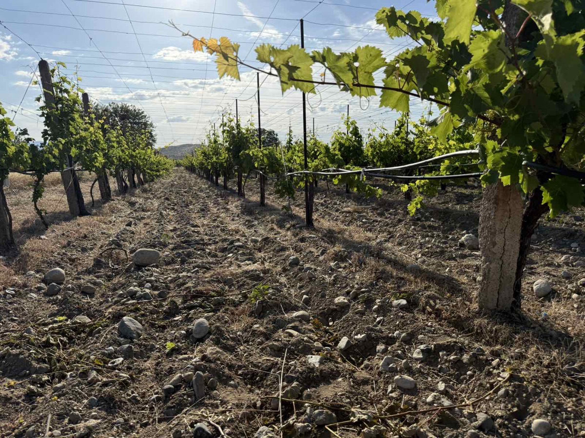 Additional visual for Vineyard and Fruit Plantation in Gevgelija - 10000 m2