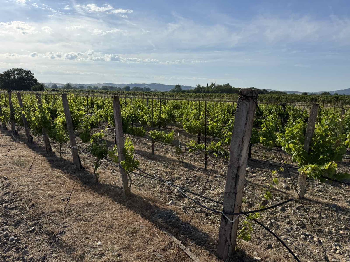Additional visual for Vineyard and Fruit Plantation in Gevgelija - 10000 m2