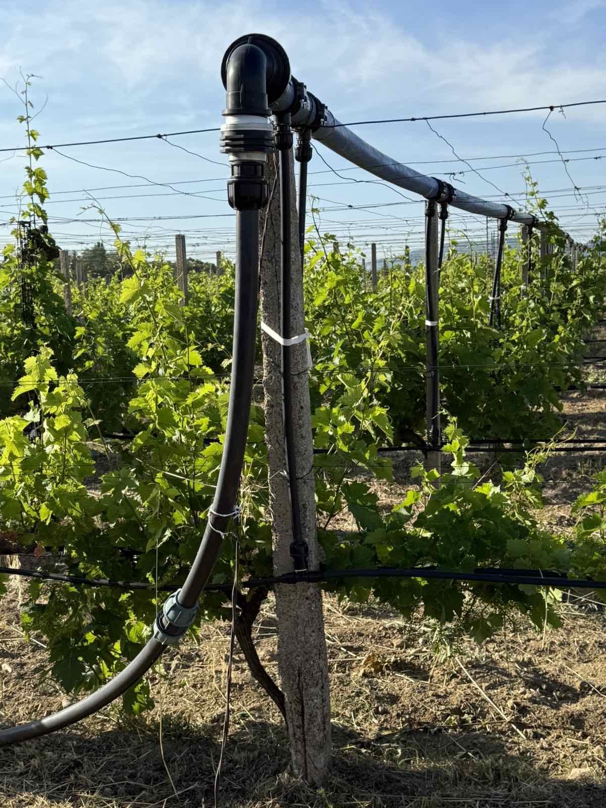 Additional visual for Vineyard and Fruit Plantation in Gevgelija - 10000 m2