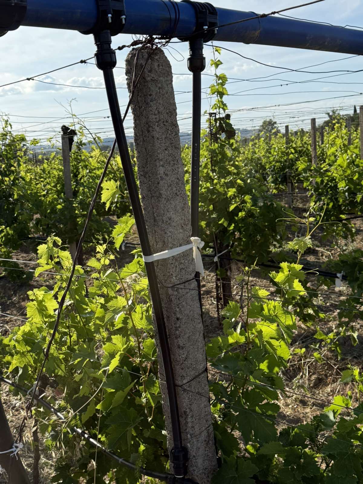 Additional visual for Vineyard and Fruit Plantation in Gevgelija - 10000 m2