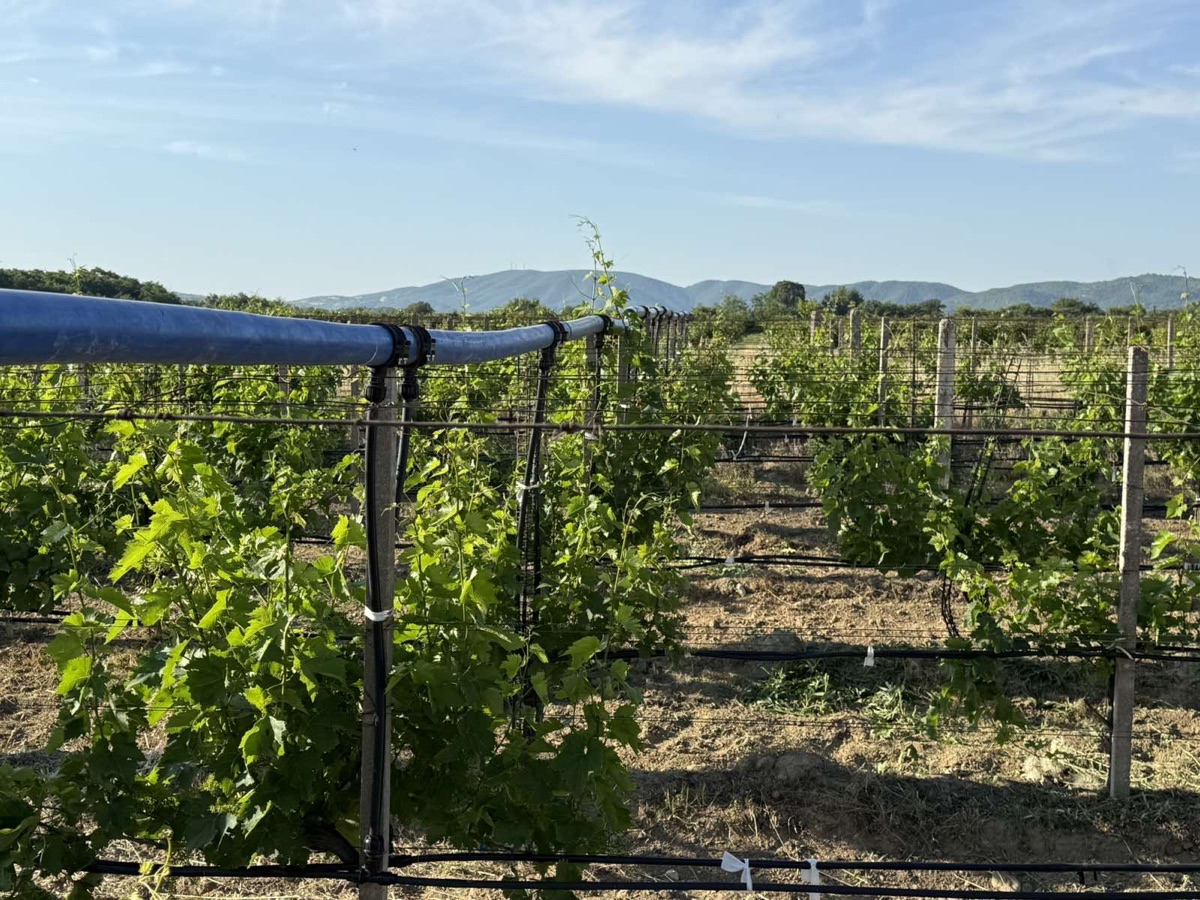 Additional visual for Vineyard and Fruit Plantation in Gevgelija - 10000 m2