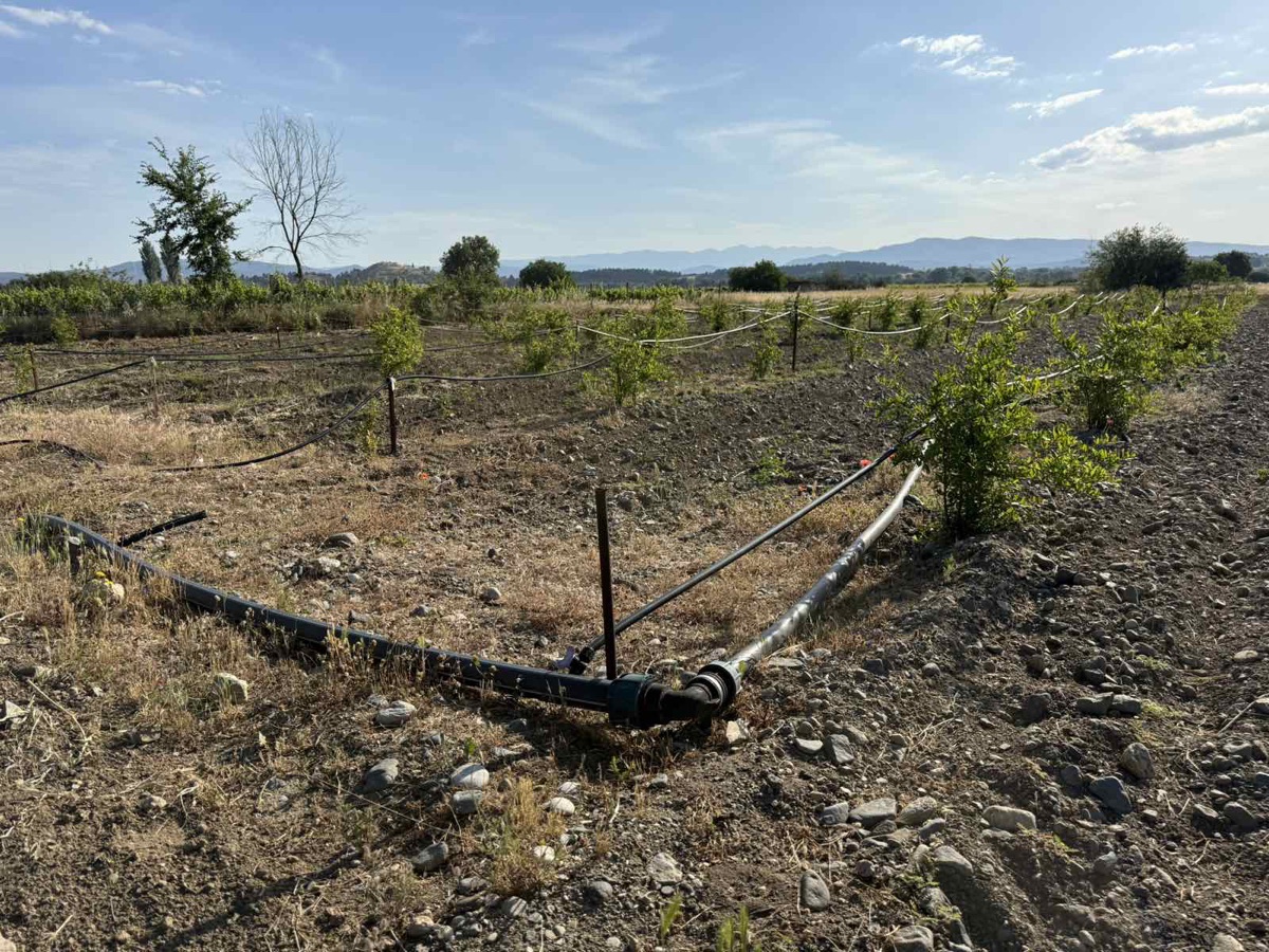 Additional visual for Vineyard and Fruit Plantation in Gevgelija - 10000 m2