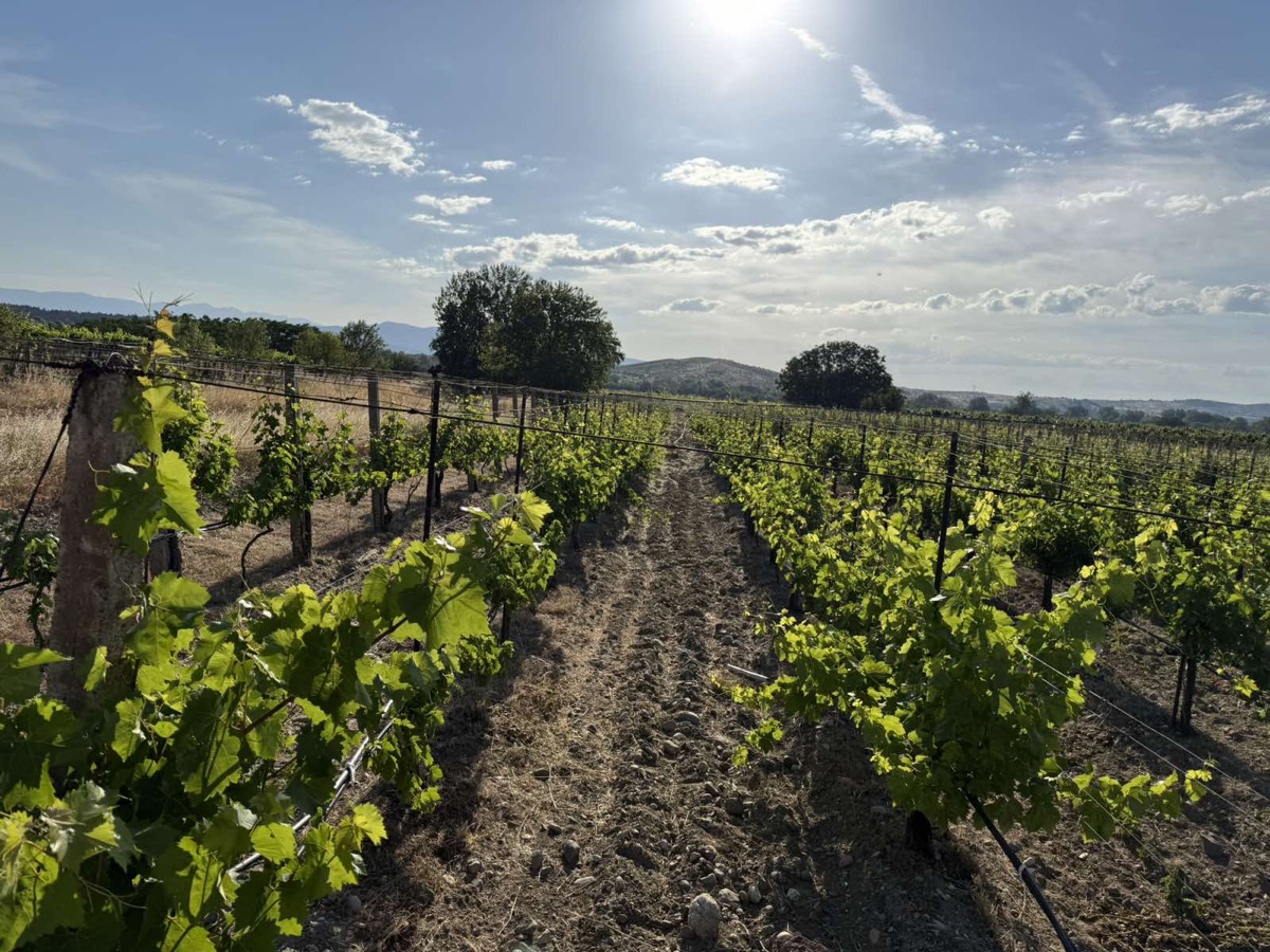 Vineyard and fruit plantation under concession in Gevgelija